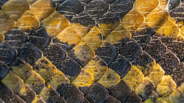 Textura anaconda