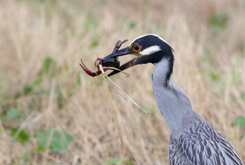 Yellow-crowned Night Heron (Nyctanassa violacea) eating Red Swamp Crayfish (Procambarus clarkii), Brazos Bend State Park, Texas, USA.