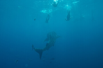 People swimming with whale shark in beautiful blue sea