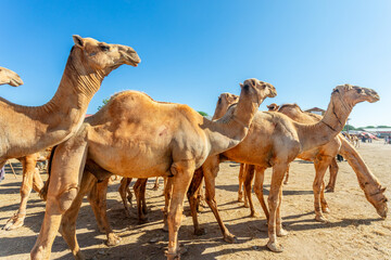 Lots of camels standing for a sale on Hargeisa livestock market, Somaliland