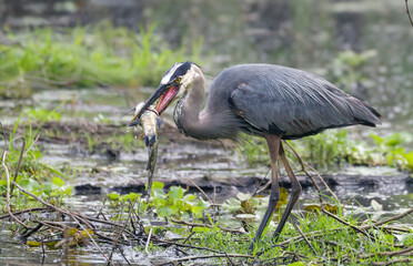 Great blue heron (Ardea herodias) playing with a caught catfish in the beak, Brazos Bend State Park, Texas, USA.