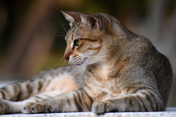 lying cat, seen in the Lumphini Park, Bangkok, Thailand