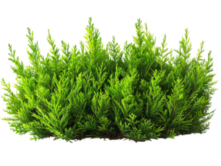 Green bush on a transparent background. It can be used in landscape design.