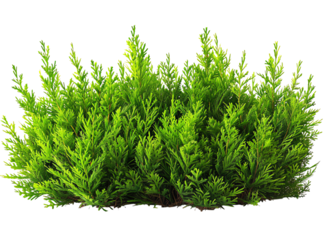 Green bush on a transparent background. It can be used in landscape design.