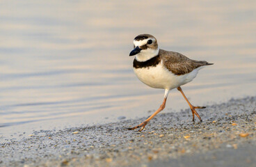 Wilson's plover (Anarhynchus wilsonia) running at the ocean beach in the evening, Galveston, Texas, USA.