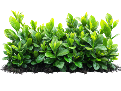 Green plants for sale. Get your green plants today!