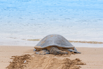 Rear view of sea turtle crawling into the ocean from the beach