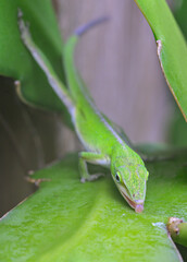 Green anole lizard (Anolis carolinensis) licking rain drops from a cactus, Galveston Island, Texas, USA.