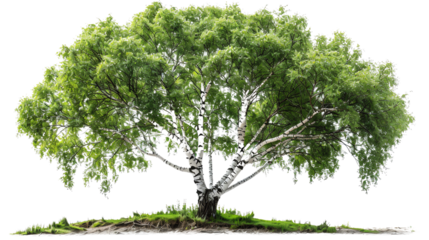 The photo shows a large, green tree with a thick trunk and branches