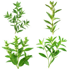 Fototapeta premium Photo of Spanish Needle herb, Asian herbs, isolated on transparent background.