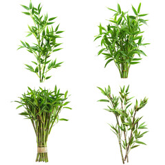 Obraz premium Photo of Thorny Bamboo herb, Asian herbs, isolated on transparent background.