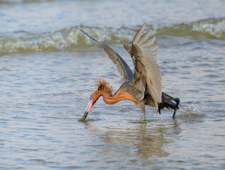 Reddish egret (Egretta rufescens) hunting in the surf, shallow water along the ocean coast,...