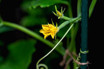 Flowers and ovaries of young cucumbers