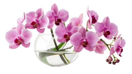 A delicate pink orchid arrangement in a clear glass vase