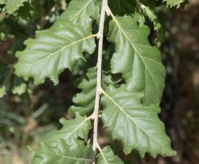 Quercus petraea, commonly known as the sessile oak, is native to most of Europe and is the national tree of Ireland. Leaves detail