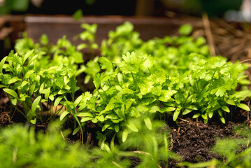 green fresh parsley on a bed in a natural environment in the sun's rays,  selective focus