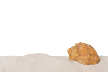 Sea shell on sand against isolated background