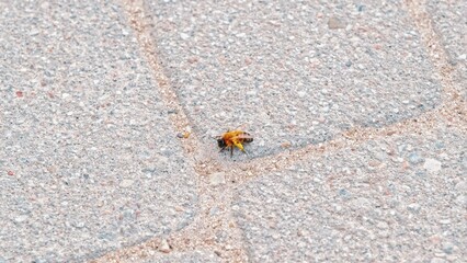 Stunned Intoxicated Honey Bee Sitting on Paved Ground
