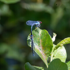 Pair of red eyed damselflies mating.