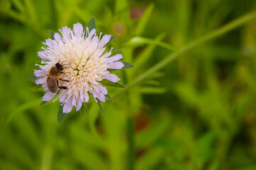 bee on a wildflower. Wildflower Kn&aacute;utia arv&eacute;nsis.,bee on a flower