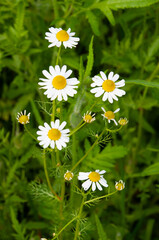 daisies in a field