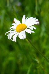 Chamomile in nature. Field of daisies on a sunny day in nature. Chamomile flowers on a summer day.