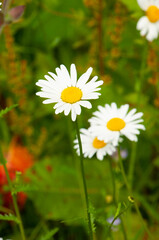 daisies in the grass.Chamomile in nature. Field of daisies on a sunny day in nature. Chamomile flowers on a summer day.