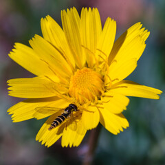 Bee