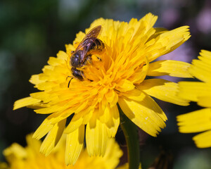 Bee on a flower