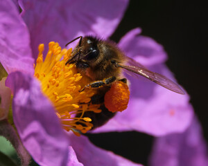 Bee