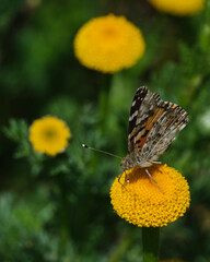 Obraz premium Butterfly on a yellow flower