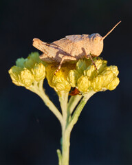 grasshopper on a plant