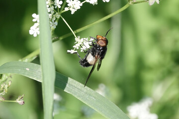 Volucella pellucens, a species of hoverfly