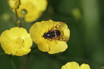 Ferdinandea cuprea, a species of Hoverfly