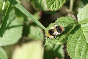 Early Bumblebee (Bombus pratorum)