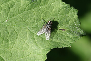 A large fly resting on a leaf