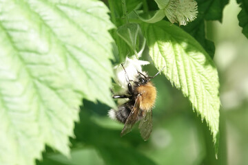 Tree Bumblebee (Bombus hypnorum)