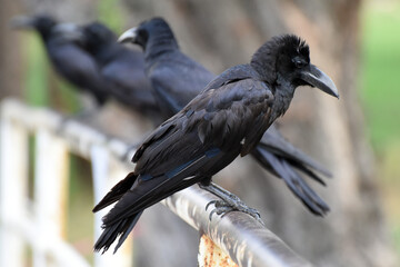 sitting crows, seen in the Lumphini Park, Bangkok, Thailand