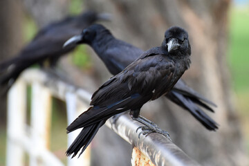 sitting crows, seen in the Lumphini Park, Bangkok, Thailand