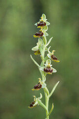 Woodcock Orchid, Ophrys scolopax, terrestrial orchid Orchid (Ophrys conradiae).Sassari, Rizzeddu, Sardinia, Italy. 