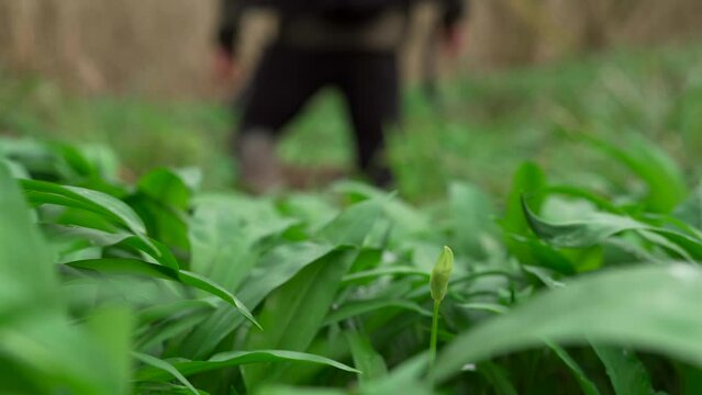 Man walking off from a lone wild garlic bud in a forest in early spring