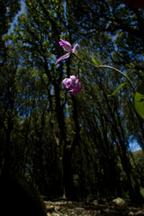 close up of a purple flower wild Orchid (Cephalantera rubra) Monte Arci, Ales (OR), Sardegna. Italia.