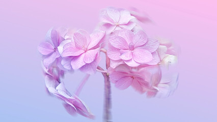 close up pink hydrangea flower, floral macro photography 