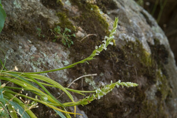 Summer Lady's-tresses (Spiranthes aestivalis), Orchidea (Spiranthes aestivalis) Rio s'Elighe, olbia, Monti, Sardegna, Italia