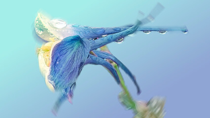 Blue Aquilegia - Caerulea Flower Art, Floral Macro Photography