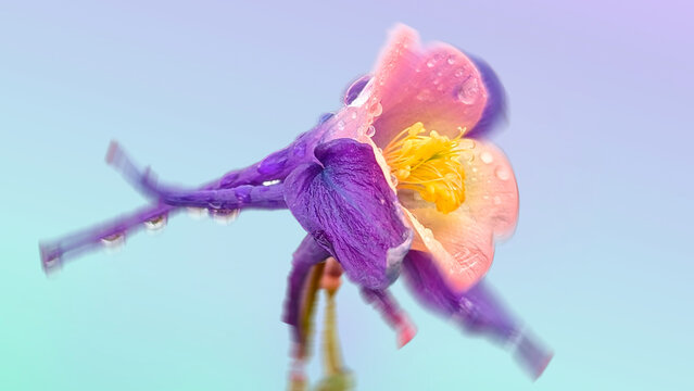 Ombre Rainbow Aquilegia - Caerulea Flower Art, Floral Macro Photography