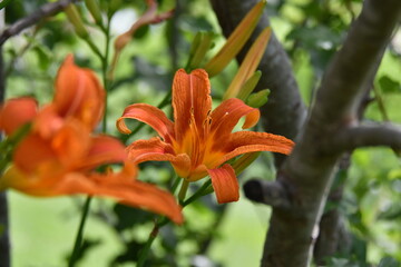 Fototapeta premium Daylily Flowers