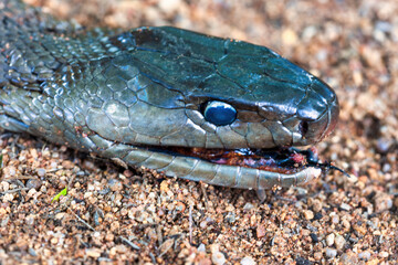 black mamba head macro in the sand