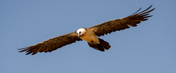 Beared Vulture
