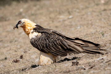 Beared Vulture